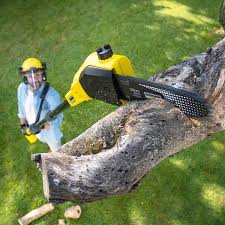 Professional  Tree Services in Paxtonia, PA