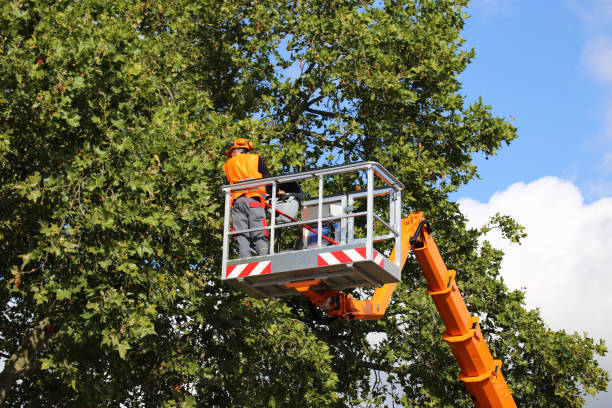 Best Tree Disease Treatment  in Xtonia, PA