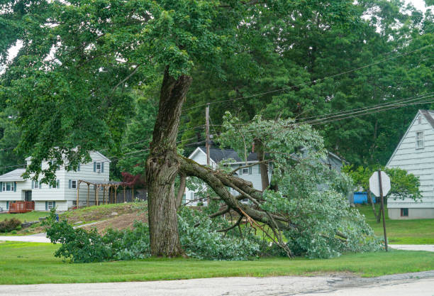 Best Seasonal Cleanup  in Xtonia, PA