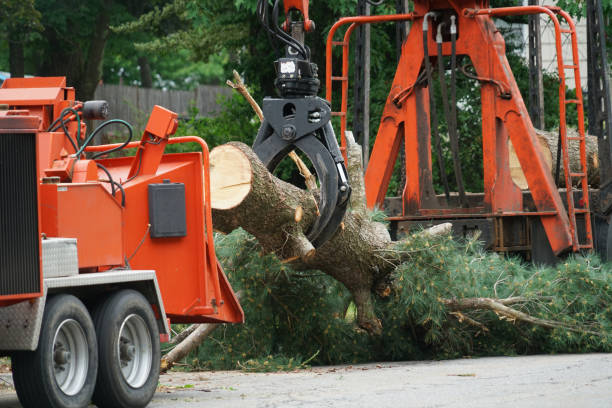 Best Hazardous Tree Removal  in Xtonia, PA