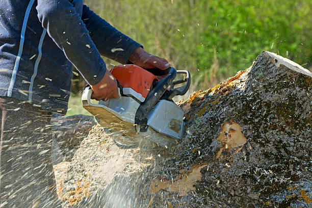 Why Choose Our Tree Removal Services in Paxtonia, PA?